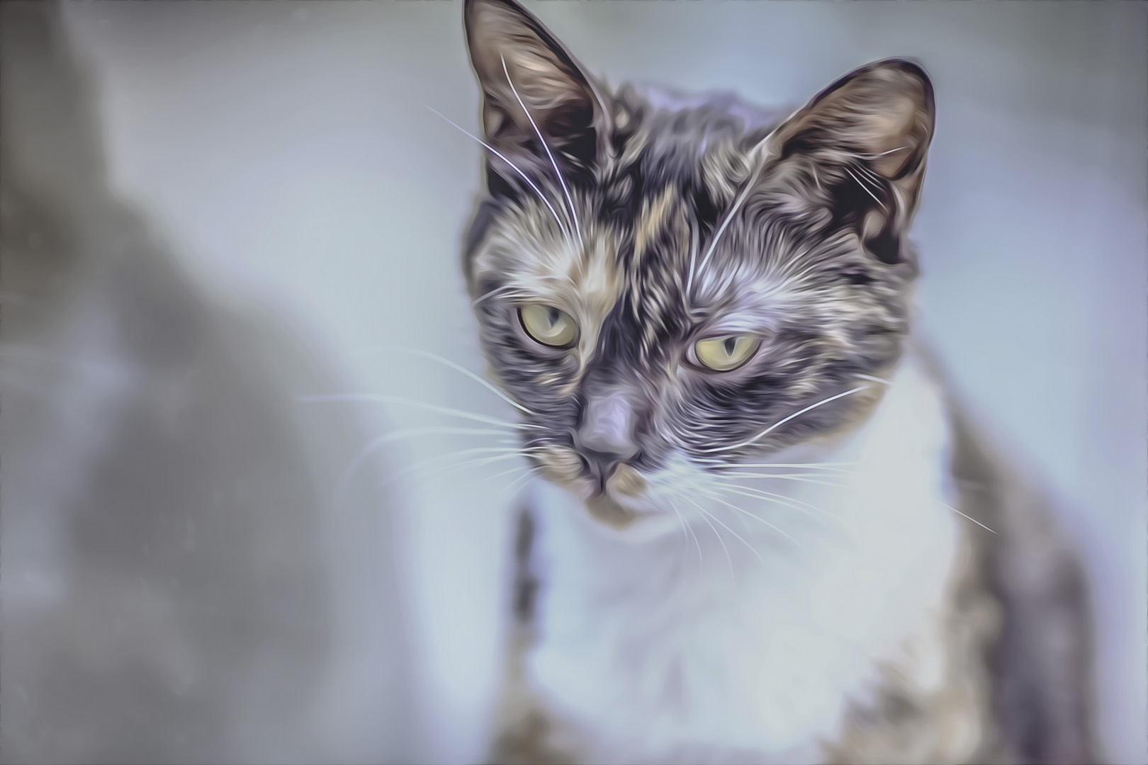 Guanghua Cat