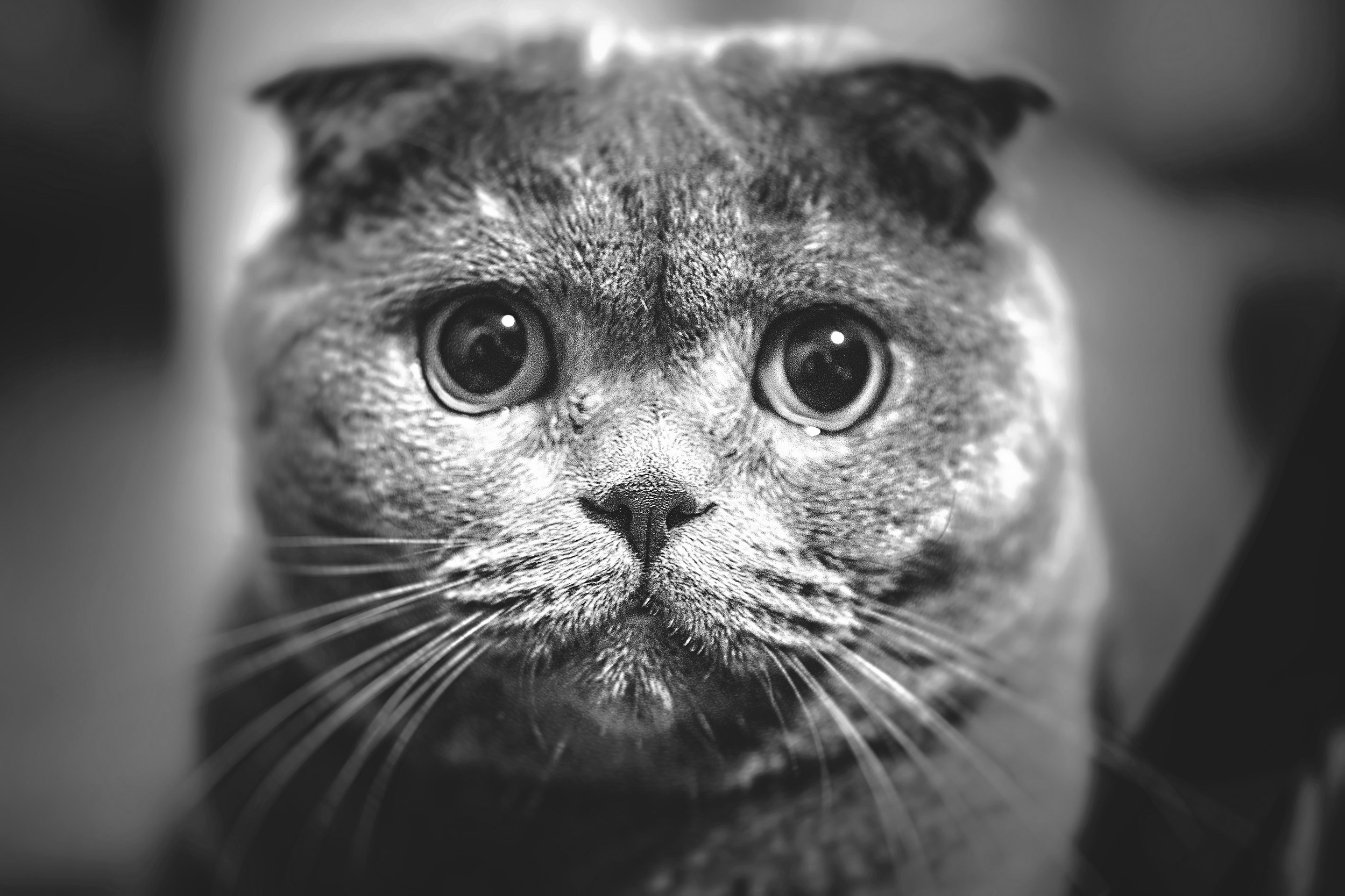 Round-faced Princess