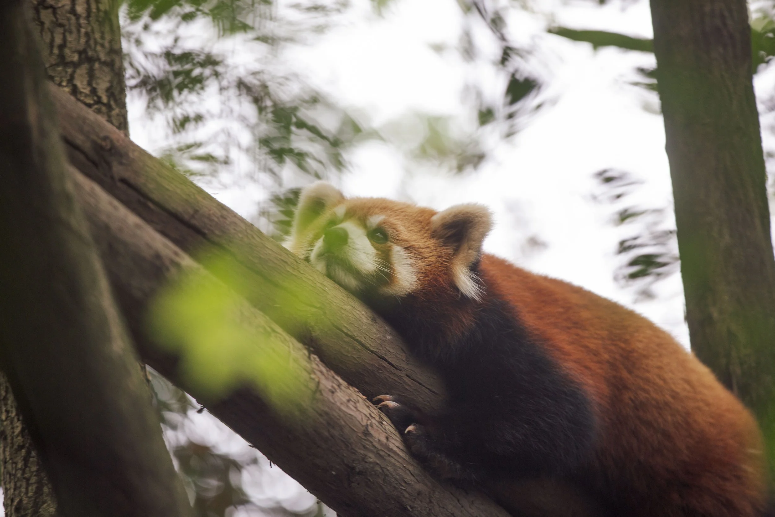 Red Panda