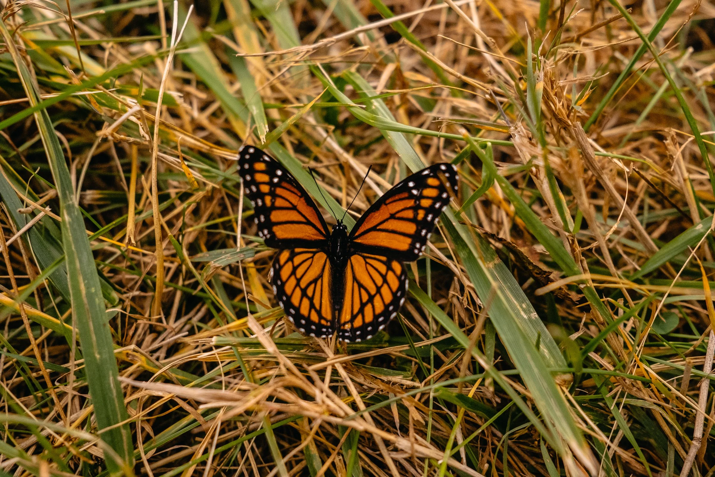 DSCF4145.jpg