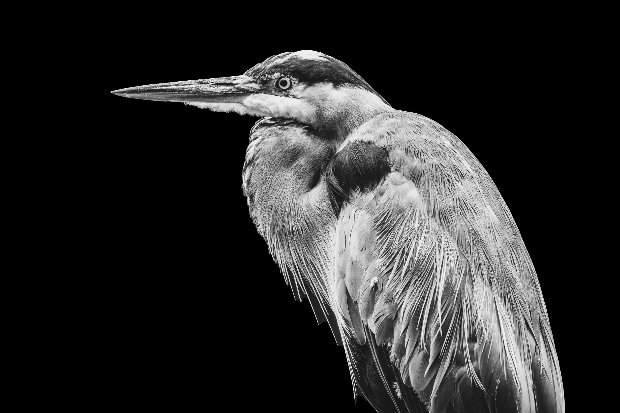 DRM_1429-Enhanced-NR_Black and White.jpg