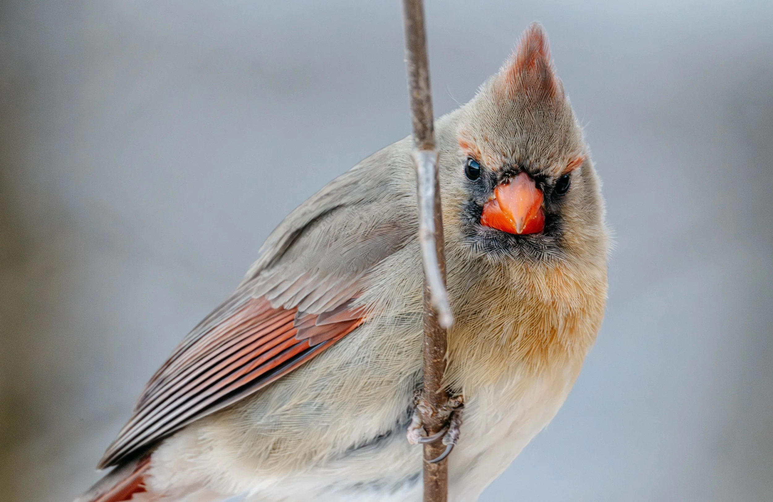 DRM_8332-Enhanced-NR.jpg
