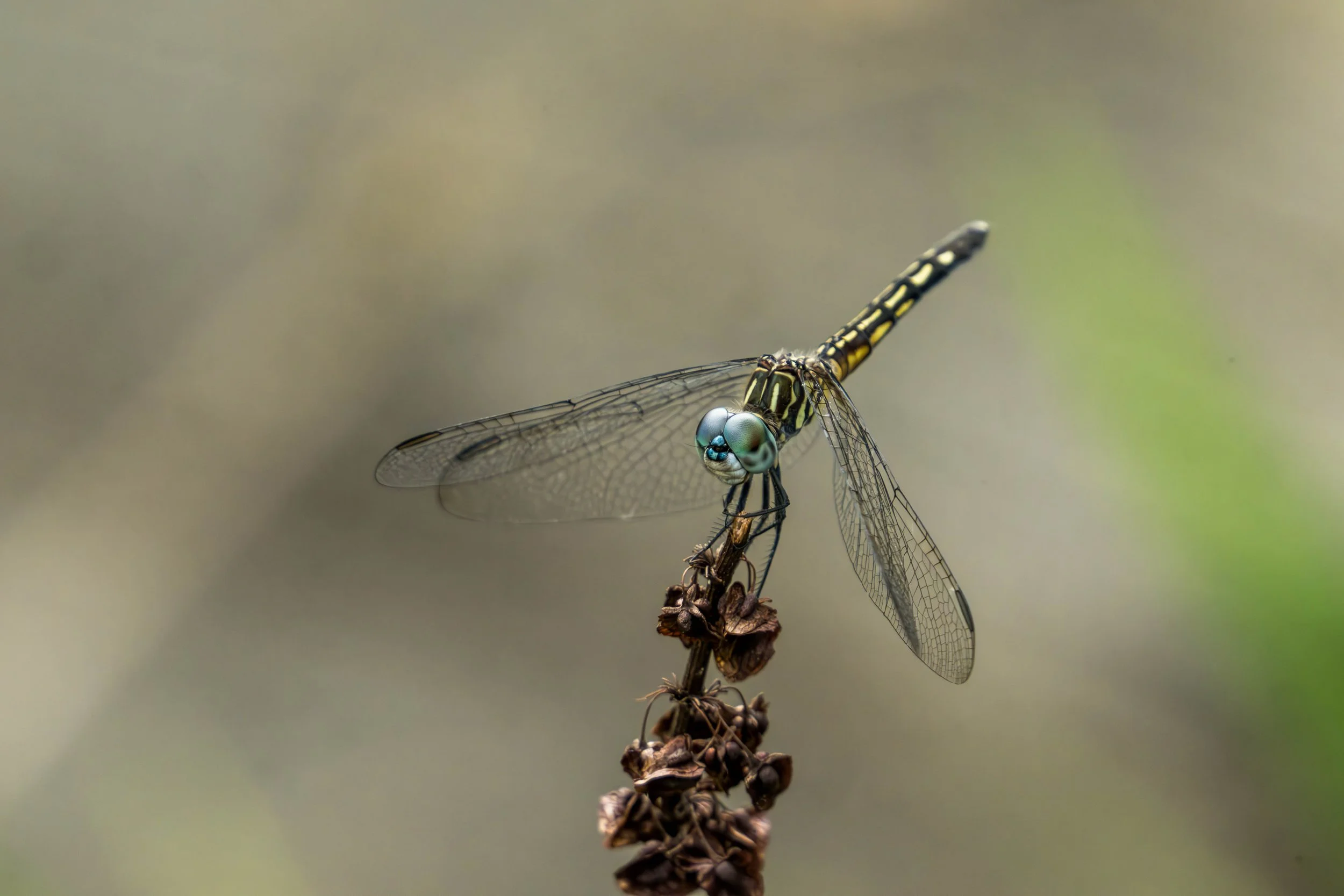 DRM_9984-Enhanced-NR.JPG