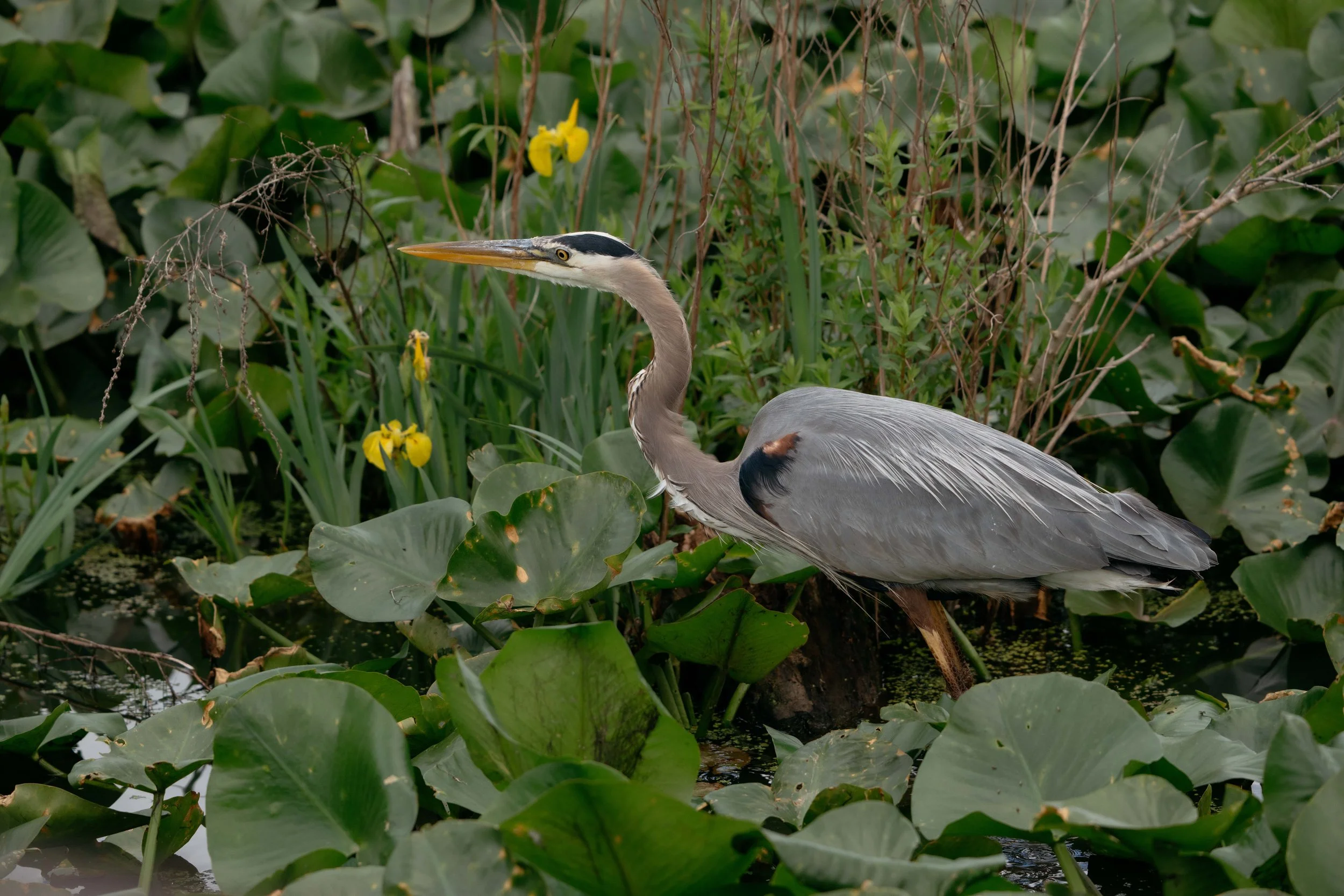 Z82_7294.jpg