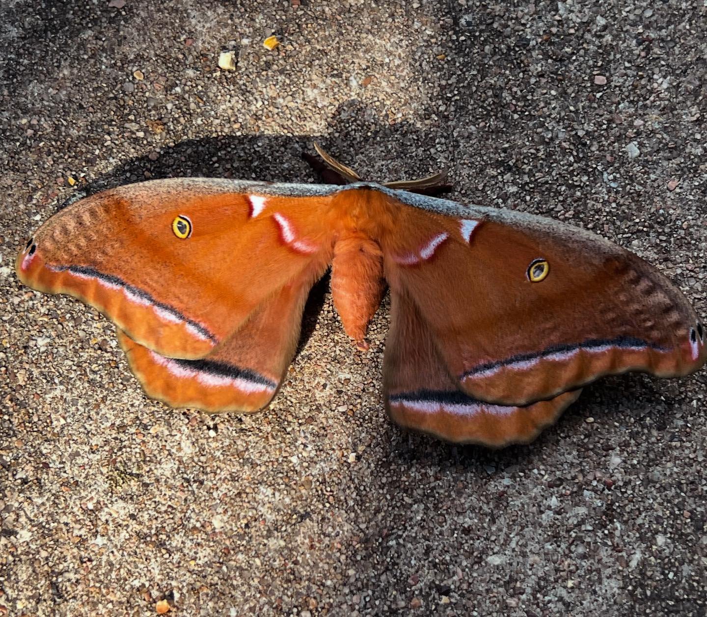 Saw this guy on a morning walk. Wingspan was at least 3&rdquo;. #moth #mothra #mothsofinstagram #afilter