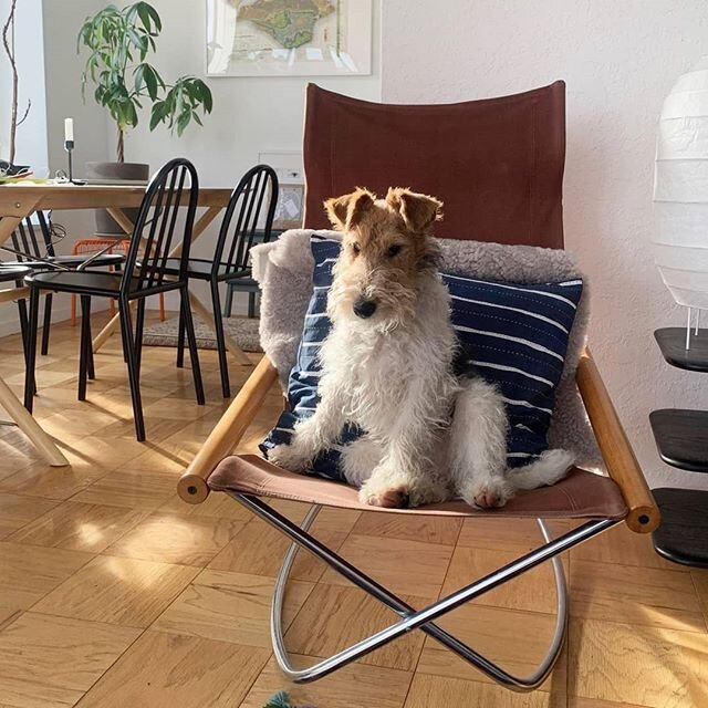 Roscoe reportedly chose our Takeshi Nii rocking chair for his portrait and posed himself in this flattering sunbeam. What a precocious pup! 
#roscoethewire 
#takeshinii 
#madsenmodern