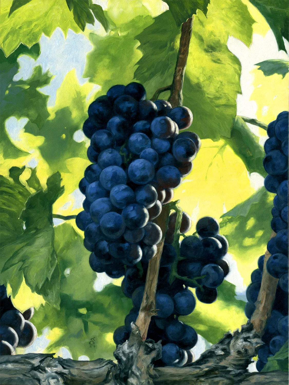 Grenache on the Vine