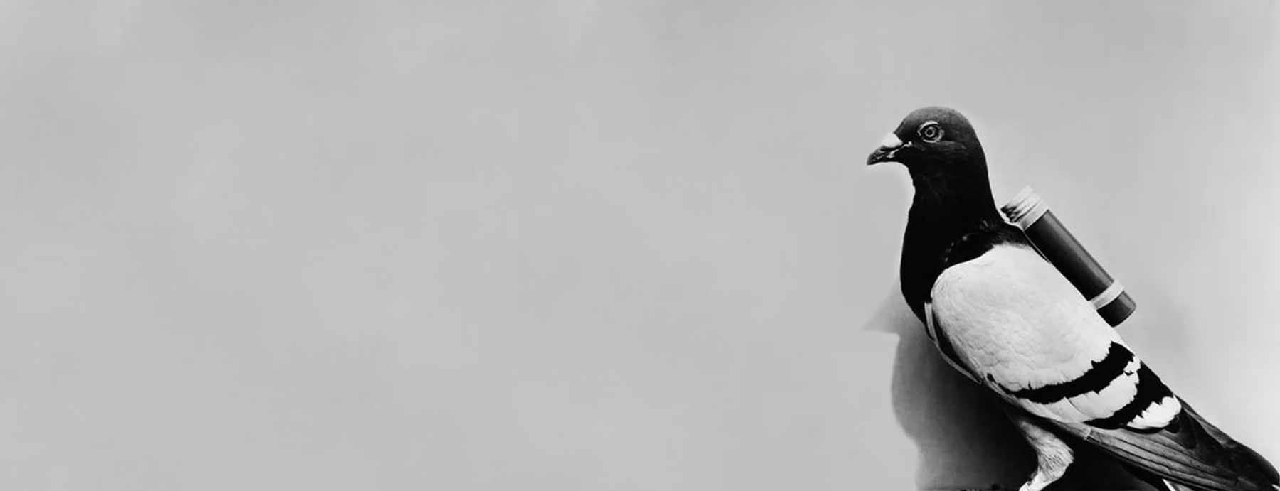 bird.png