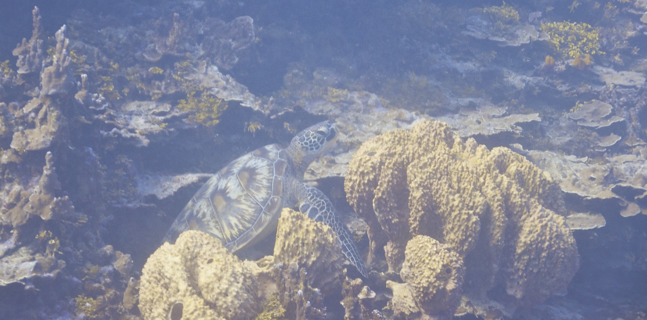 turtle coral DSC_4871_1024.jpg