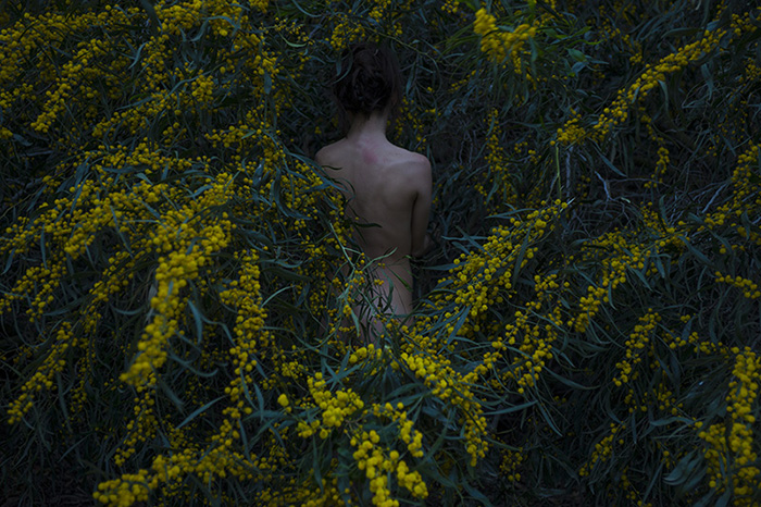 Golden Wreath Wattle, 2015, Inkjet print, 110X165 cm, Edition of 5 + IIAP.jpg