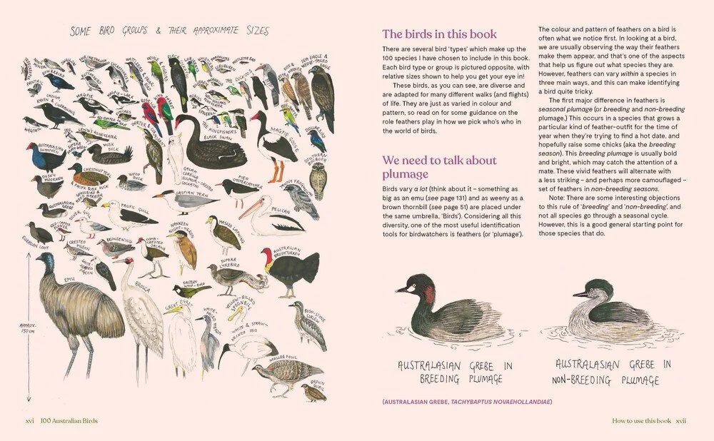 100 aust. birds 4.jpeg