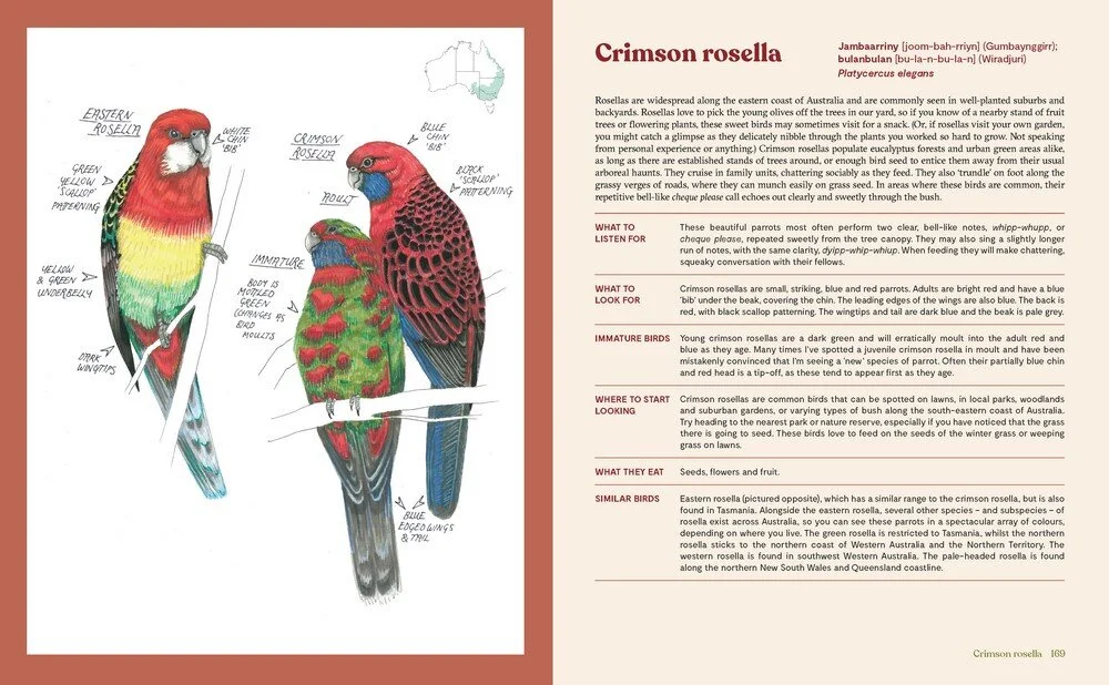 100 aust. birds 2.jpeg