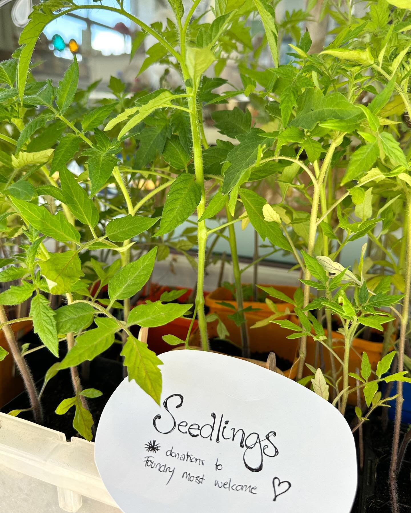 Tomato seedlings @foundry_bairnsdale 🥰❤️🍅