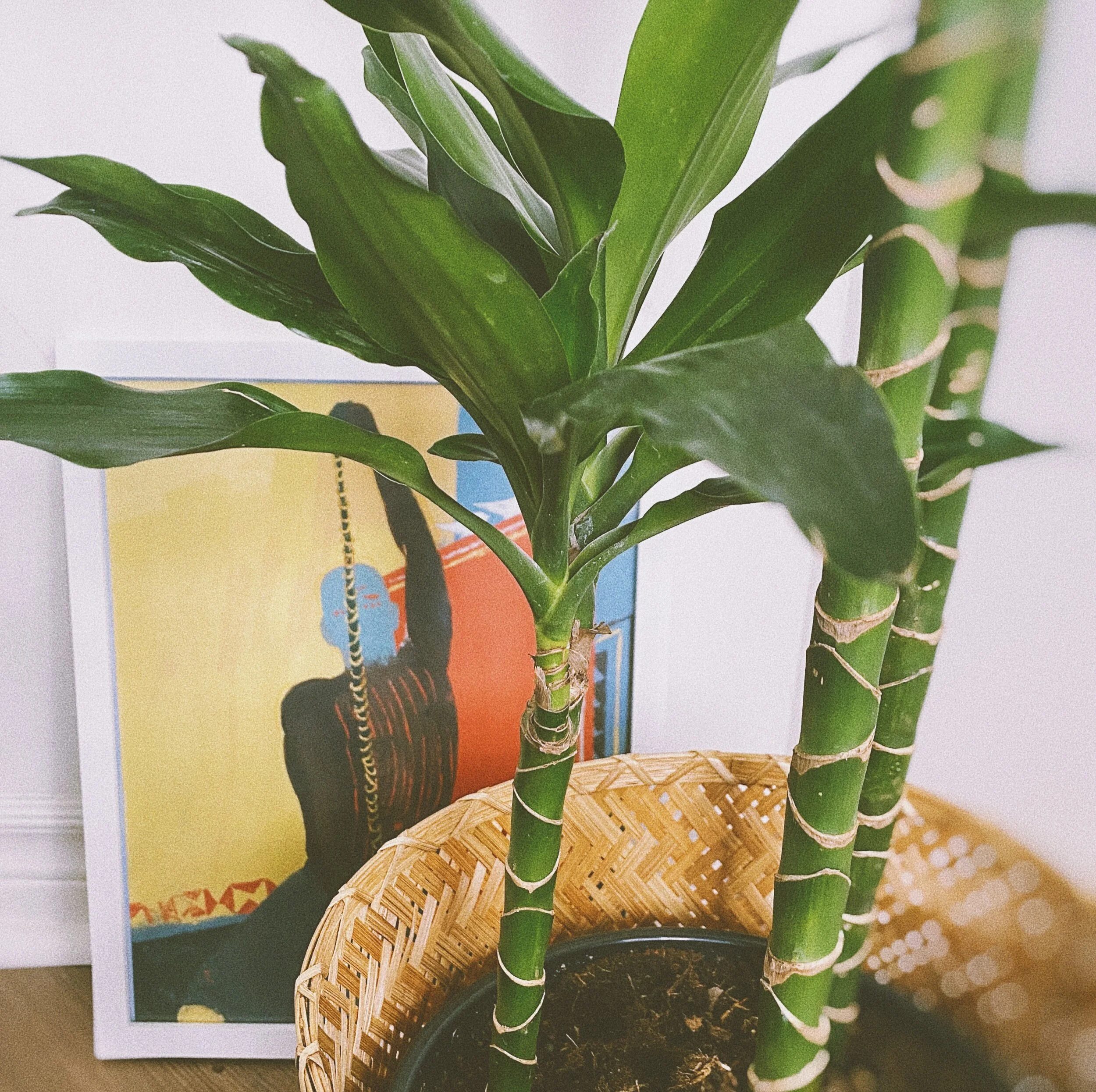 C8DA093D-C6EF-43C9-8ECE-A901CABD96D8