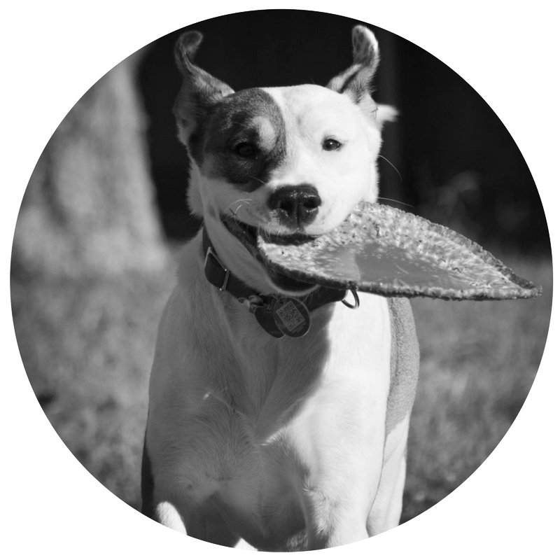 Cuddles-nicole-anthony-designs-kitchen-remodel-design-wheaton-illinois-glen ellyn-naperville-lisle-elgin-st. charles-warrenville-dallas-texas-illinois-dog-rescue.jpg