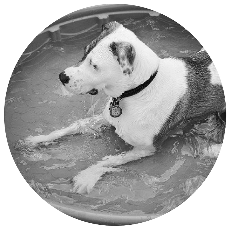 Cuddles-nicole-anthony-designs-kitchen-remodel-design-wheaton-illinois-glen ellyn-naperville-lisle-elgin-st. charles-warrenville-dallas-texas-illinois-dog-rescue.jpg