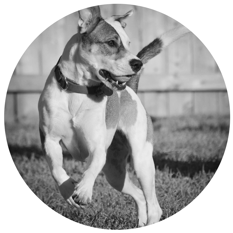 Cuddles-nicole-anthony-designs-kitchen-remodel-design-wheaton-illinois-glen ellyn-naperville-lisle-elgin-st. charles-warrenville-dallas-texas-illinois-dog-rescue.jpg