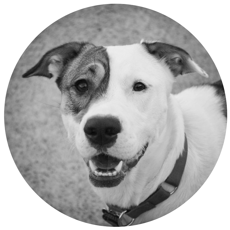 Cuddles-nicole-anthony-designs-kitchen-remodel-design-wheaton-illinois-glen ellyn-naperville-lisle-elgin-st. charles-warrenville-dallas-texas-illinois-dog-rescue.jpg