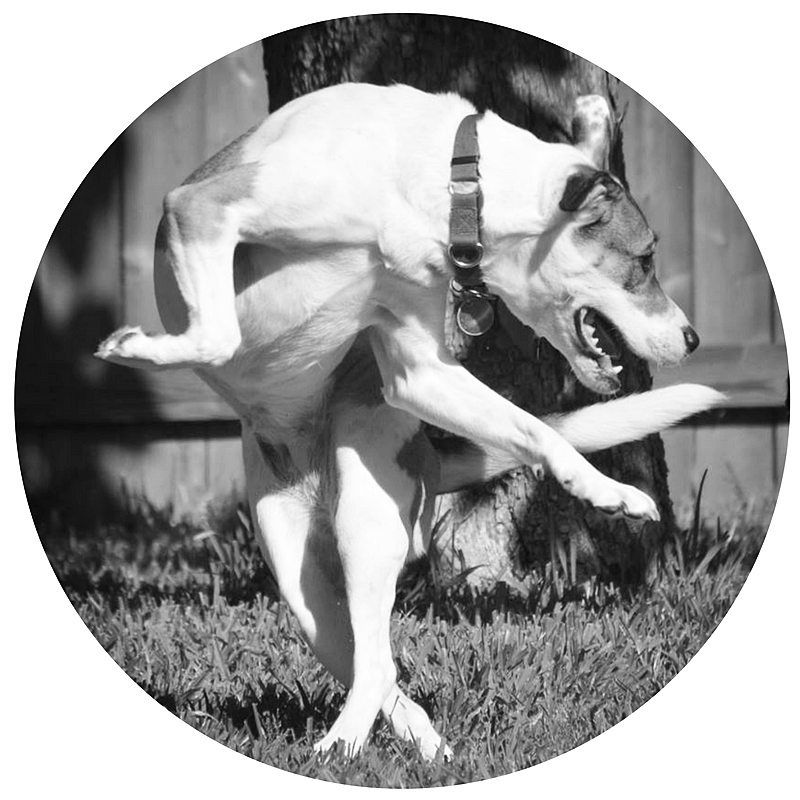 Cuddles-nicole-anthony-designs-kitchen-remodel-design-wheaton-illinois-glen ellyn-naperville-lisle-elgin-st. charles-warrenville-dallas-texas-illinois-dog-rescue.jpg