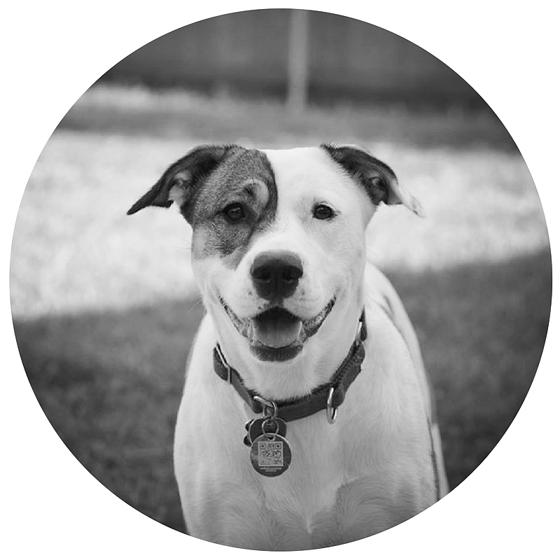 Cuddles-nicole-anthony-designs-kitchen-remodel-design-wheaton-illinois-glen ellyn-naperville-lisle-elgin-st. charles-warrenville-dallas-texas-illinois-dog-rescue.jpg