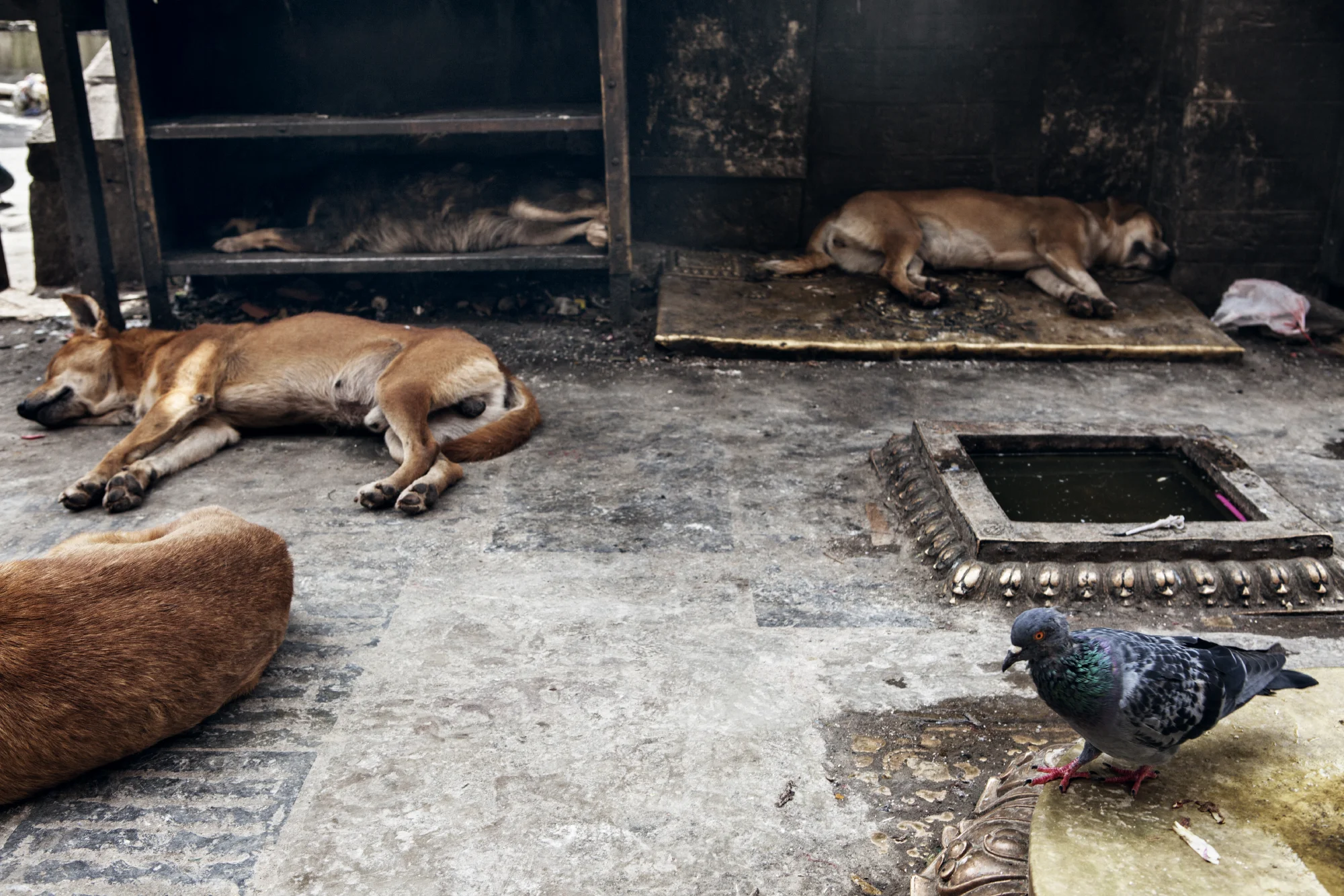 Kathmandu_June 2011_12243.JPG