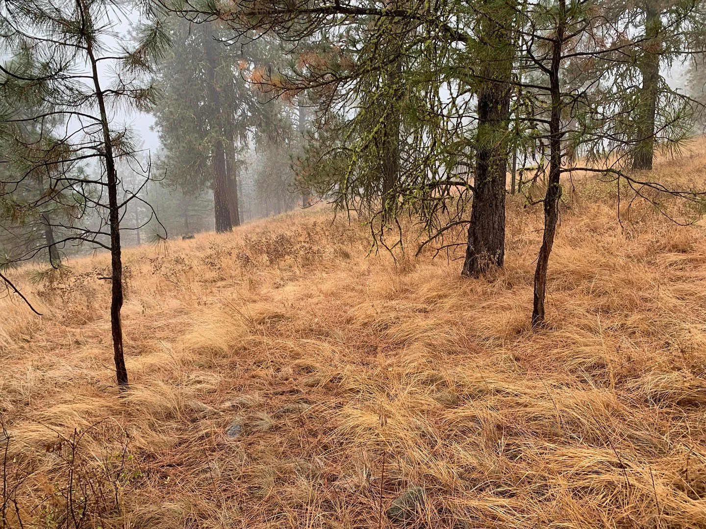 You don&rsquo;t need an epic hunt to have a moving experience. I was reminded of this over the weekend rifle opener in WA as I pushed aside a small mountain of homestead projects and getting ready for an addition to the family any day now to sneak in