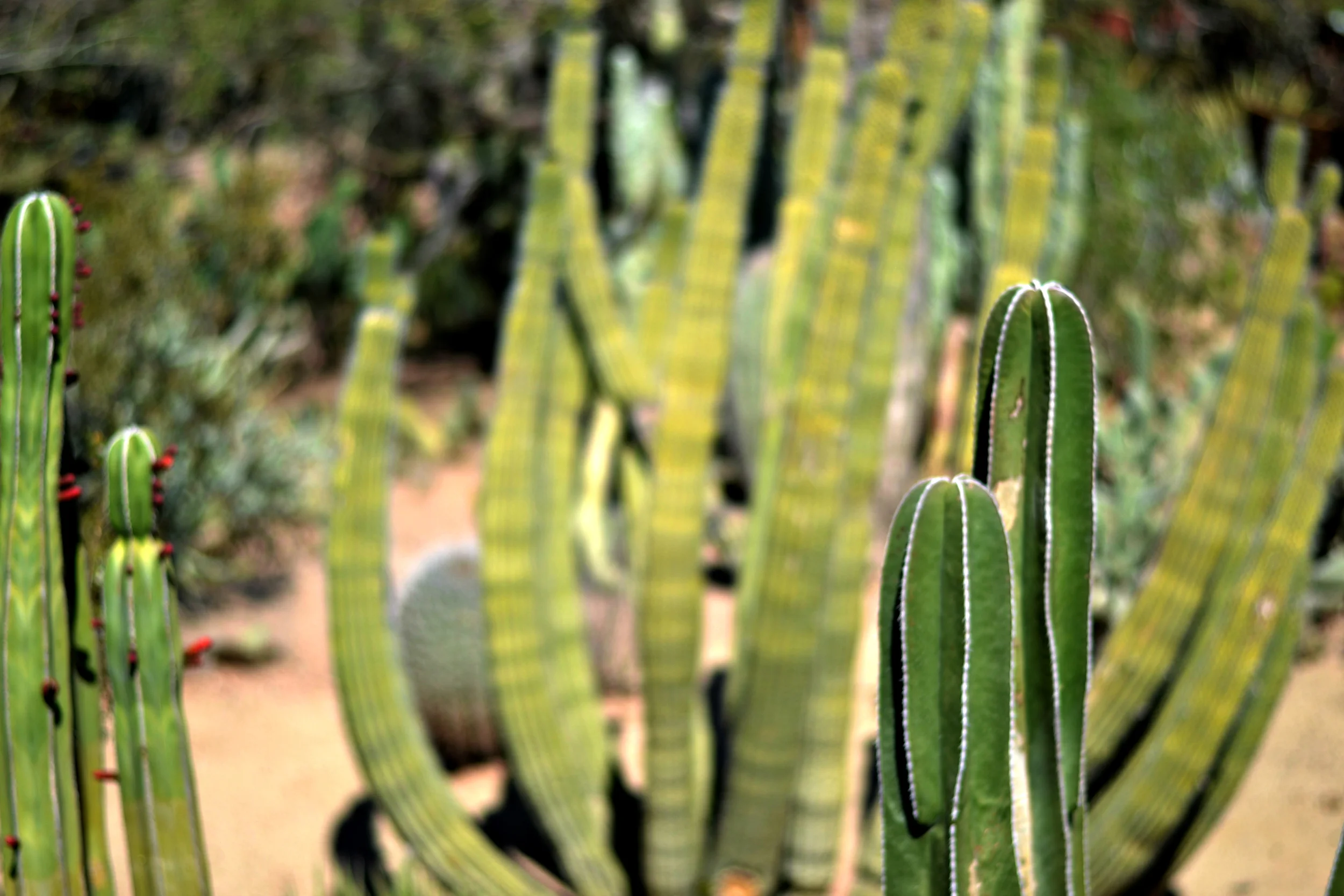 More Cacti! I wish you could have seen how tall some of them were!