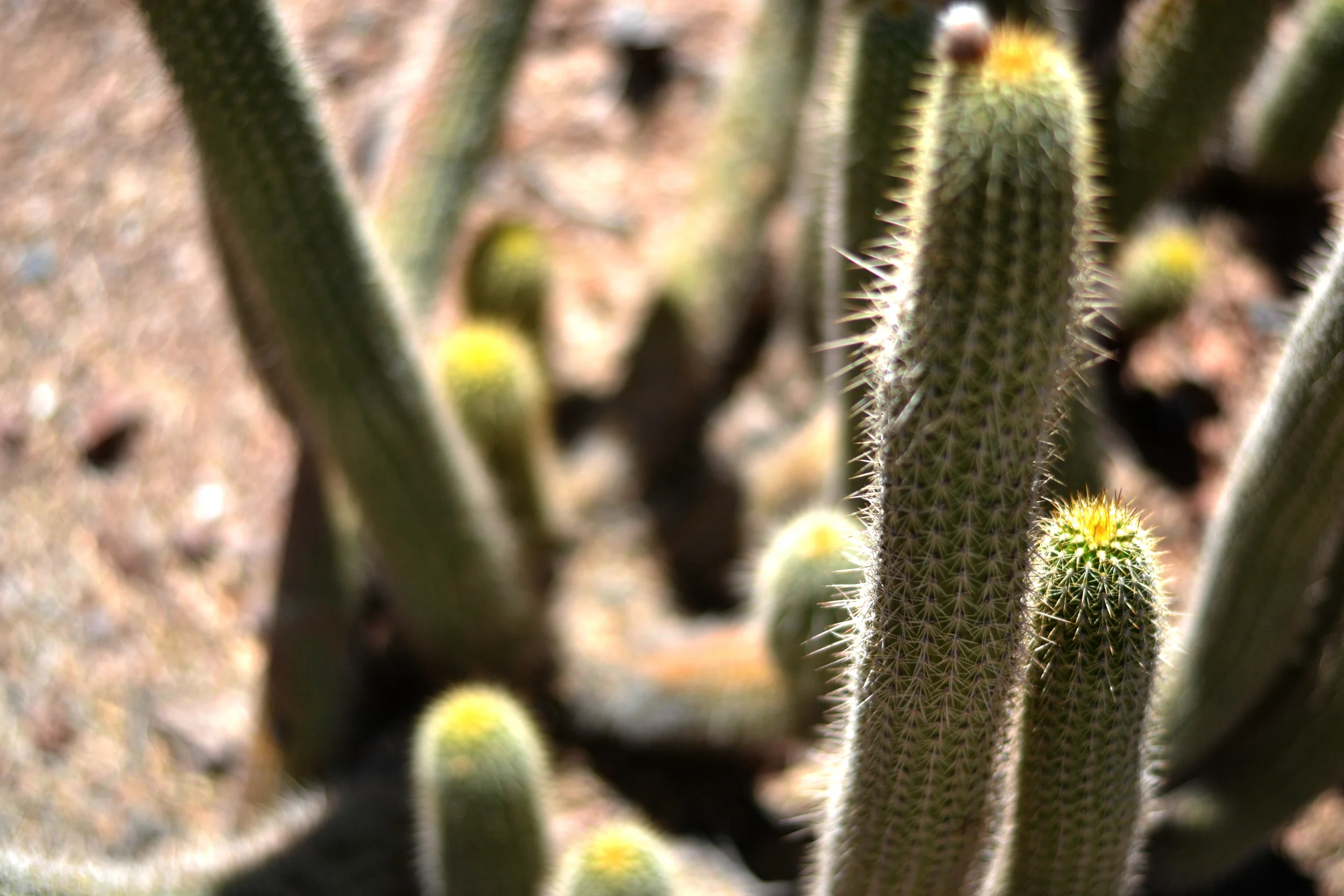 Cactus Snakes at the Desert Botanical Garden - So many different types of cactus! 