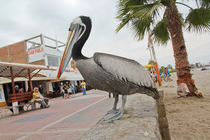 Paracas_003.jpg