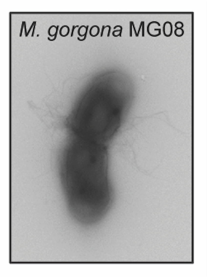 A picture of the meathane eating bacteria. Photo: Alexander Tosdal Tveit at The Arctic University of Norway.