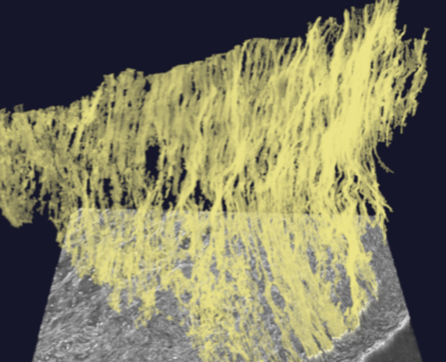 3D histology with X-ray micro-tomography: workshop on Biomedical Imaging – IPDD theme