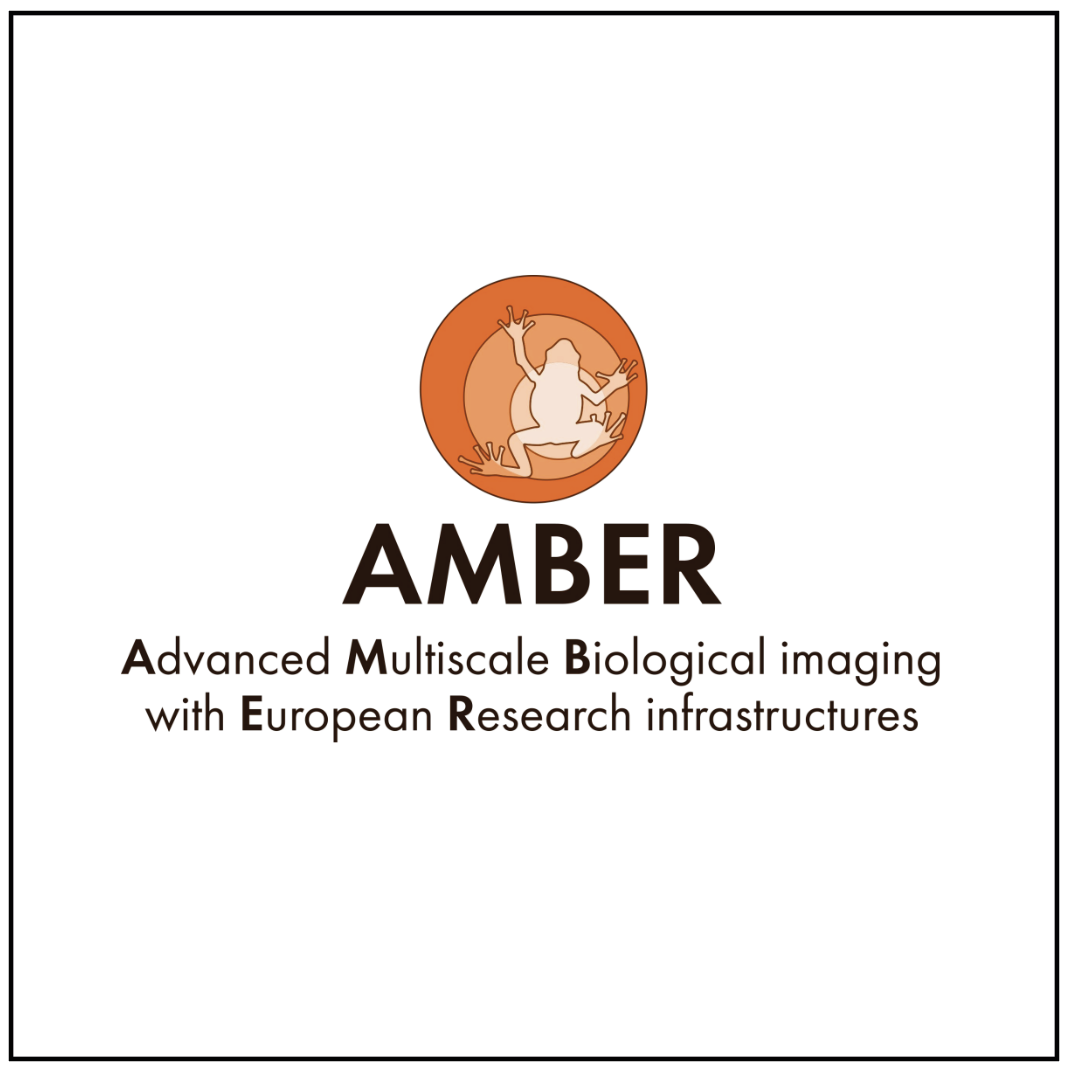 AMBER MSCA COFUND 2024–2029