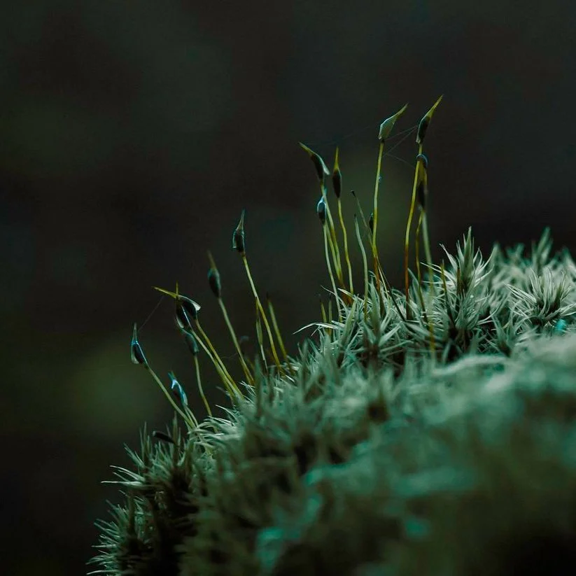 ENVIRONMENT AND CLIMATE