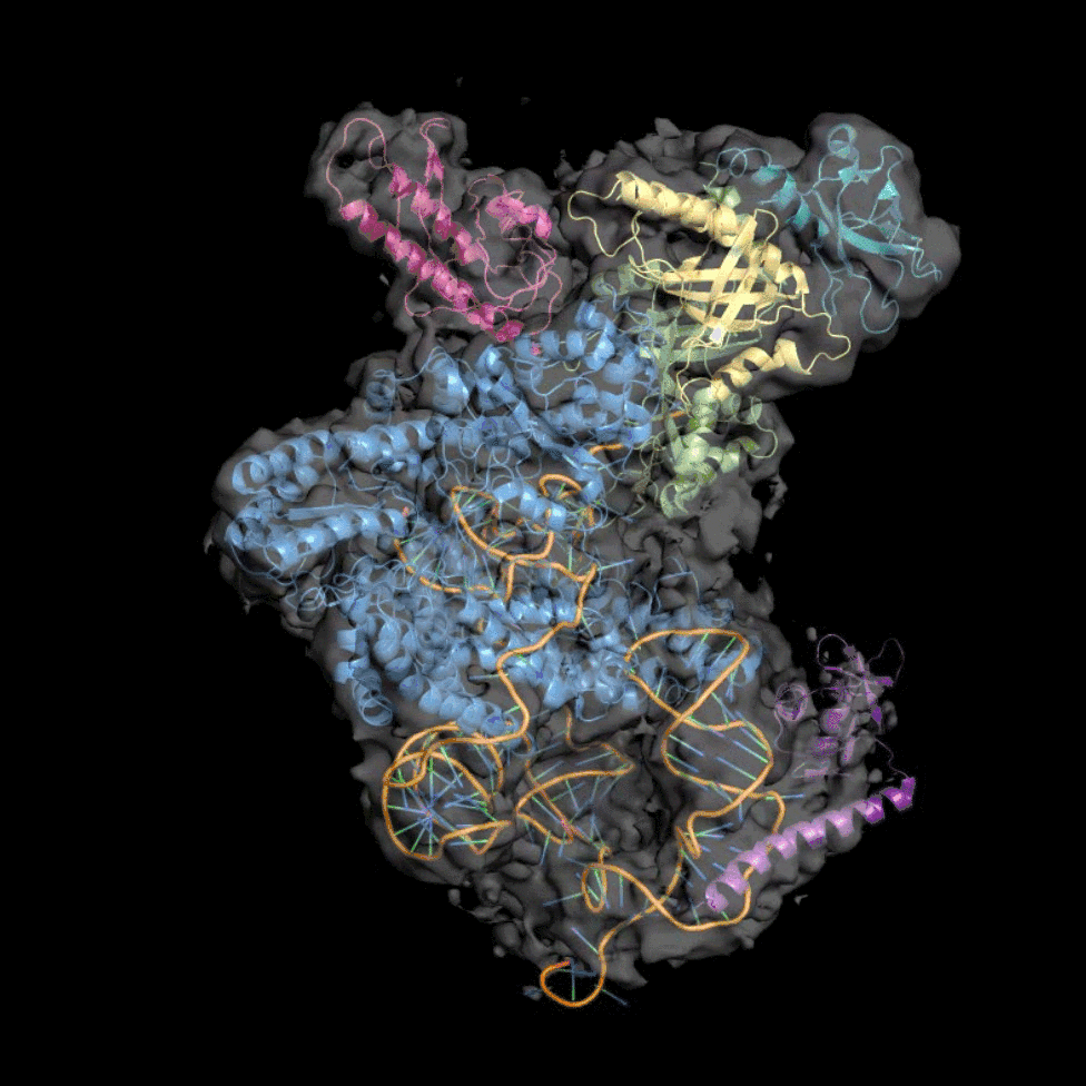 INTEGRATIVE STRUCTURAL BIOLOGY 2018–2021