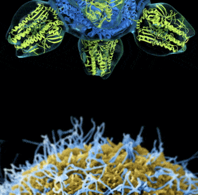 Mini-symposium: Neutron scattering in drug discovery, design, and formulation –&nbsp;IPDD theme