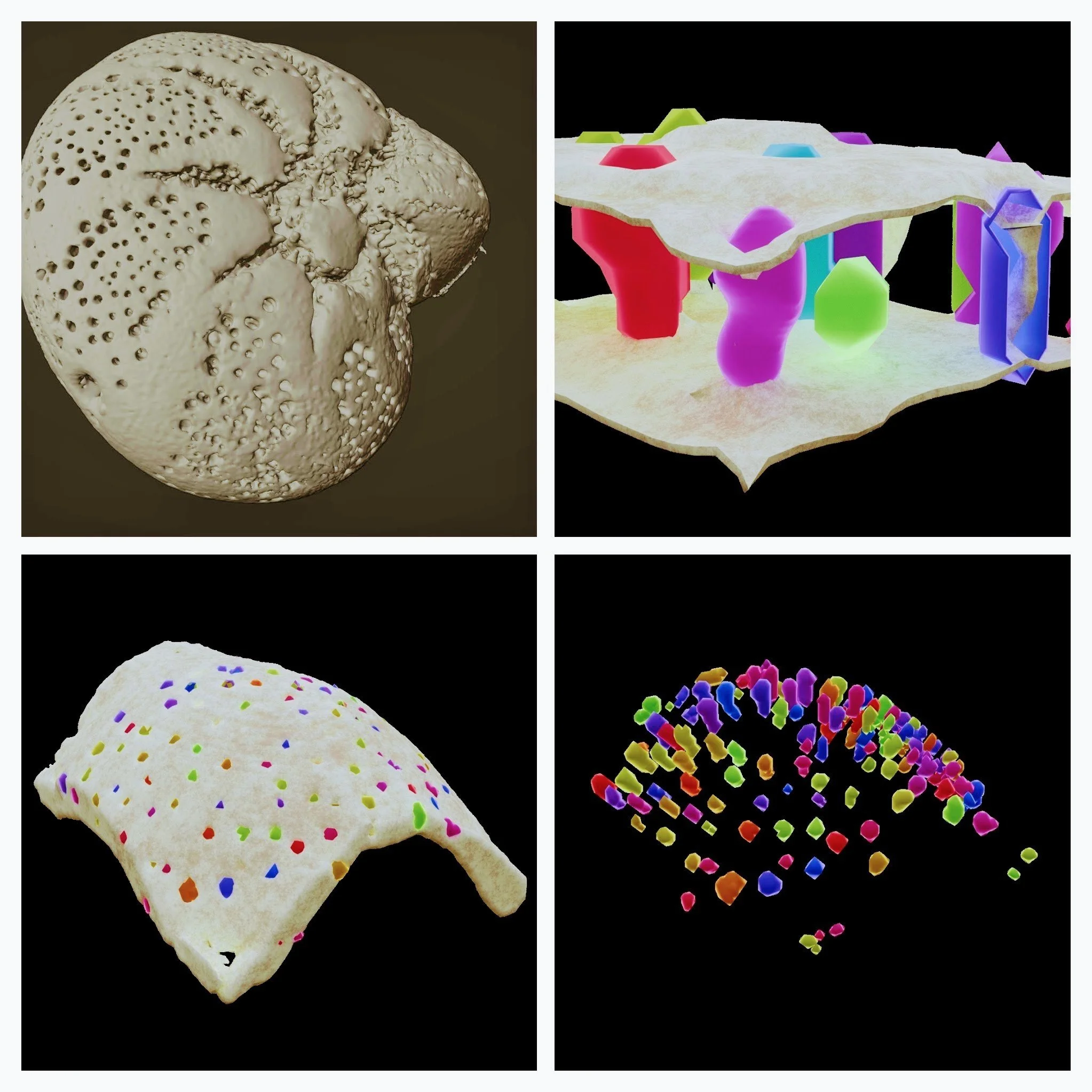 Exploring microfossils and cereal grains with micro-computed tomography (µCT)