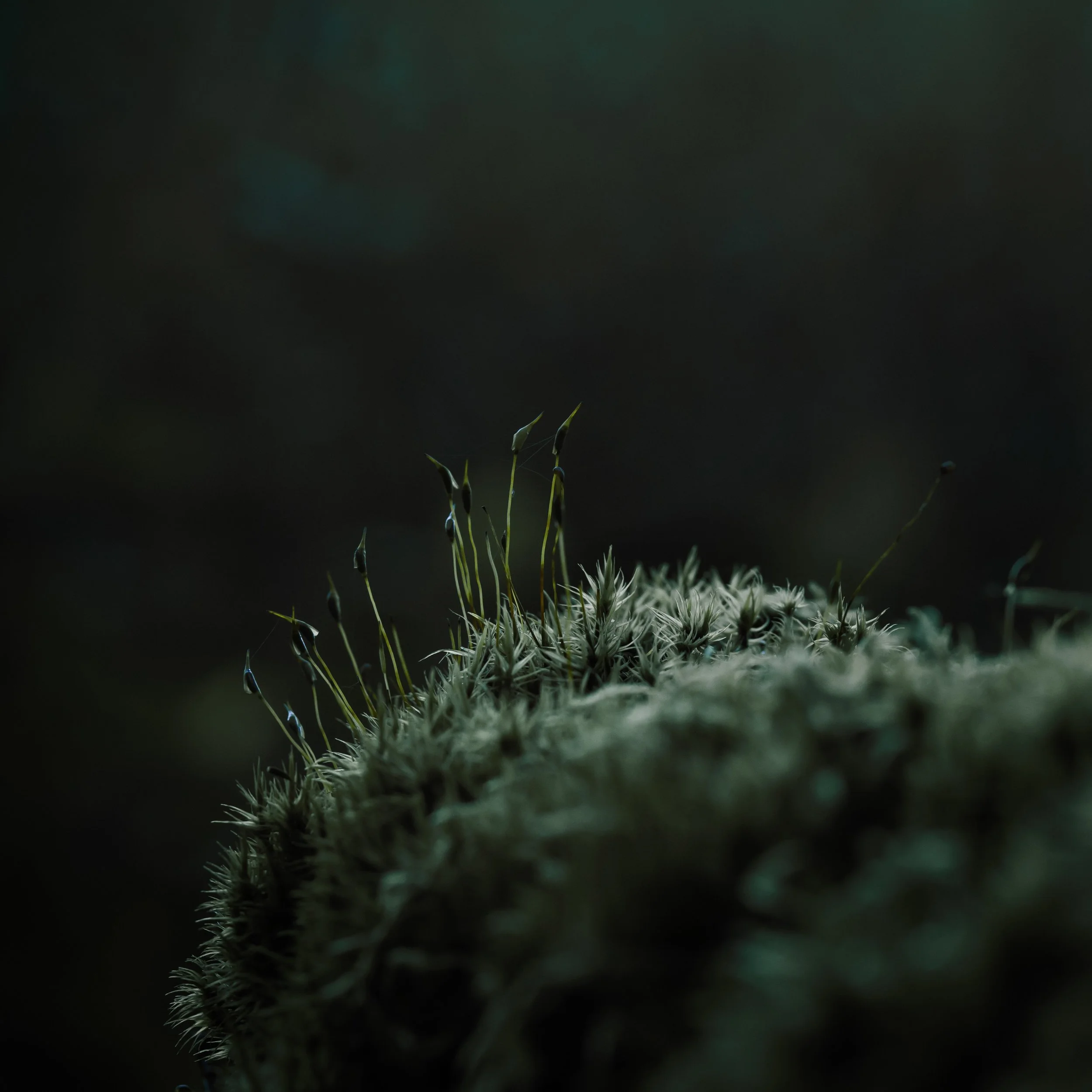 The Environment and Climate theme plays crucial role in securing a research grant to investigate how fungi affect iron in wood