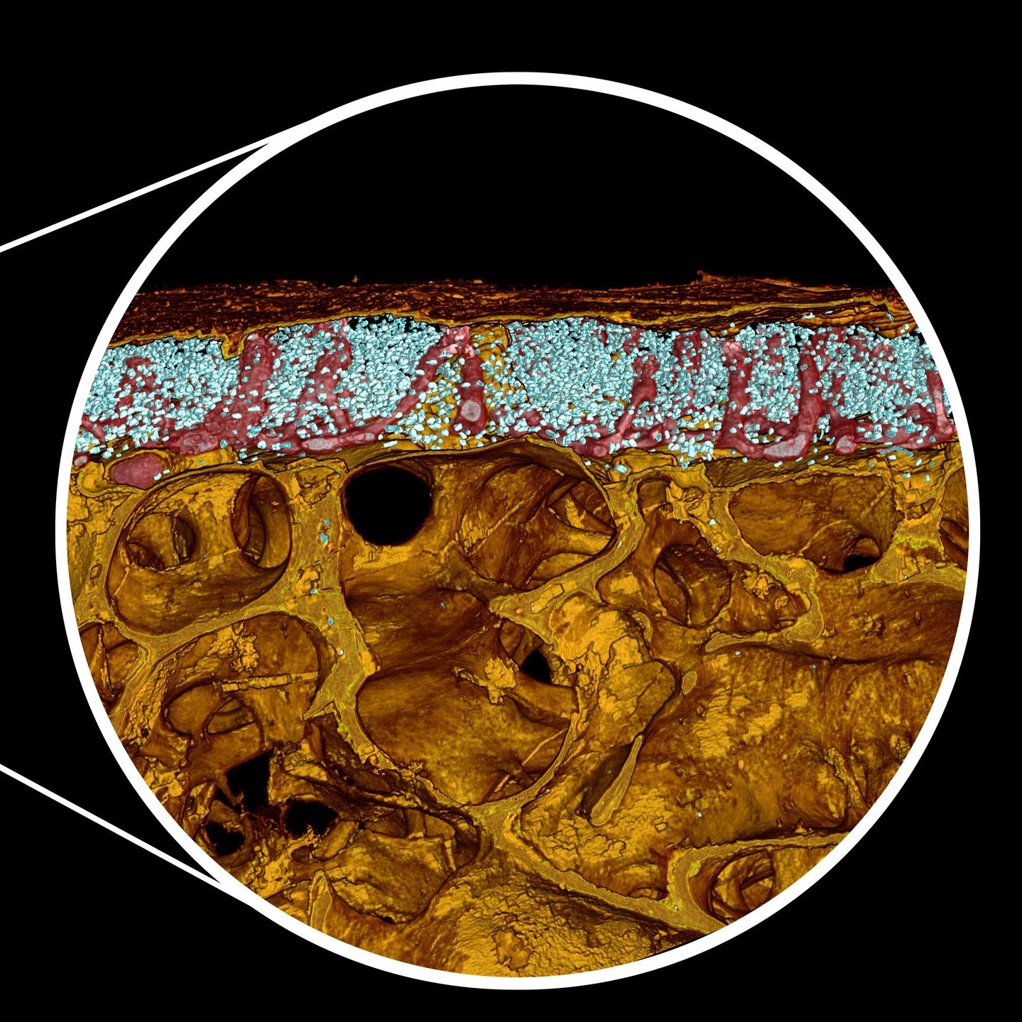 TOMO Day - AIDA event  