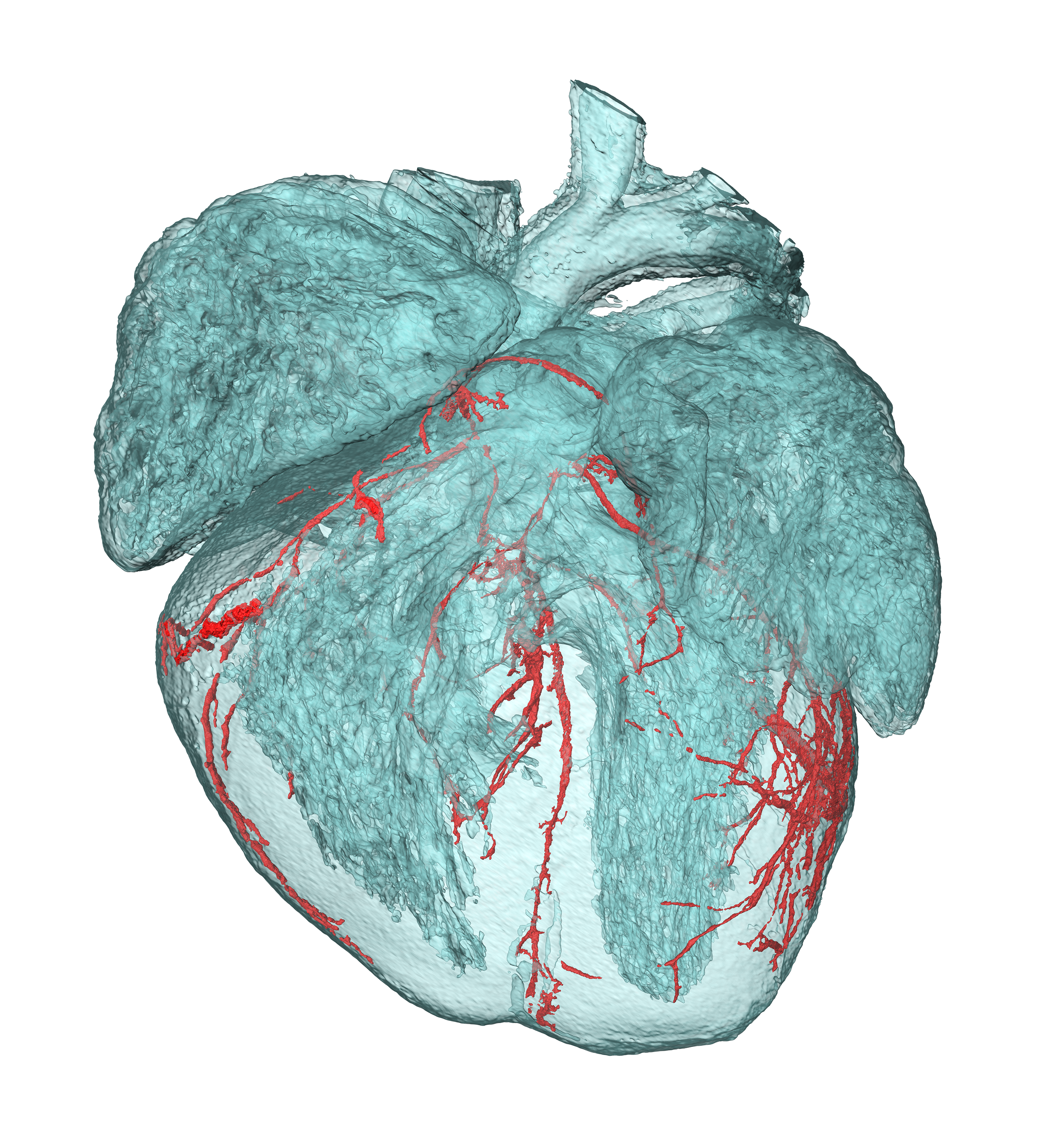 Synchrotron-based Imaging for Life Science - AIDA event