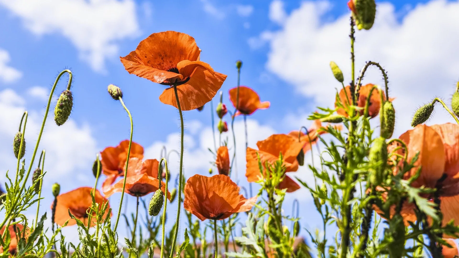 Happy summer from LINXS - check out our newsletter with our autumn events!