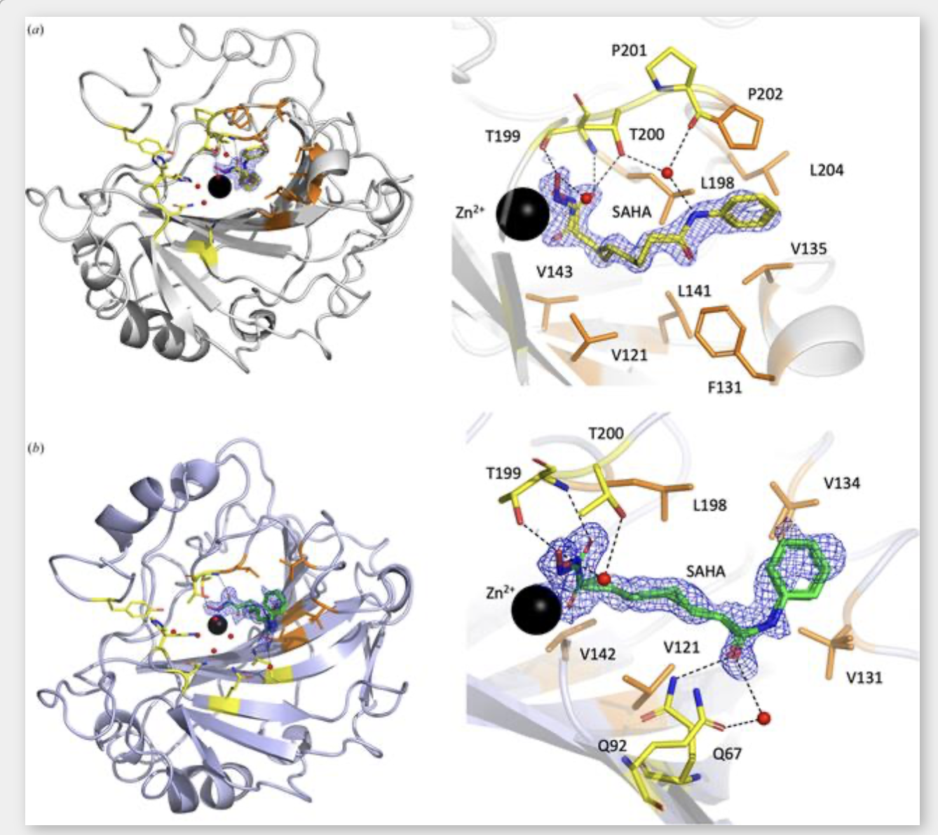 Joint ESS and University of Leicester publication on the cancer drug SAHA and drug off target interactions