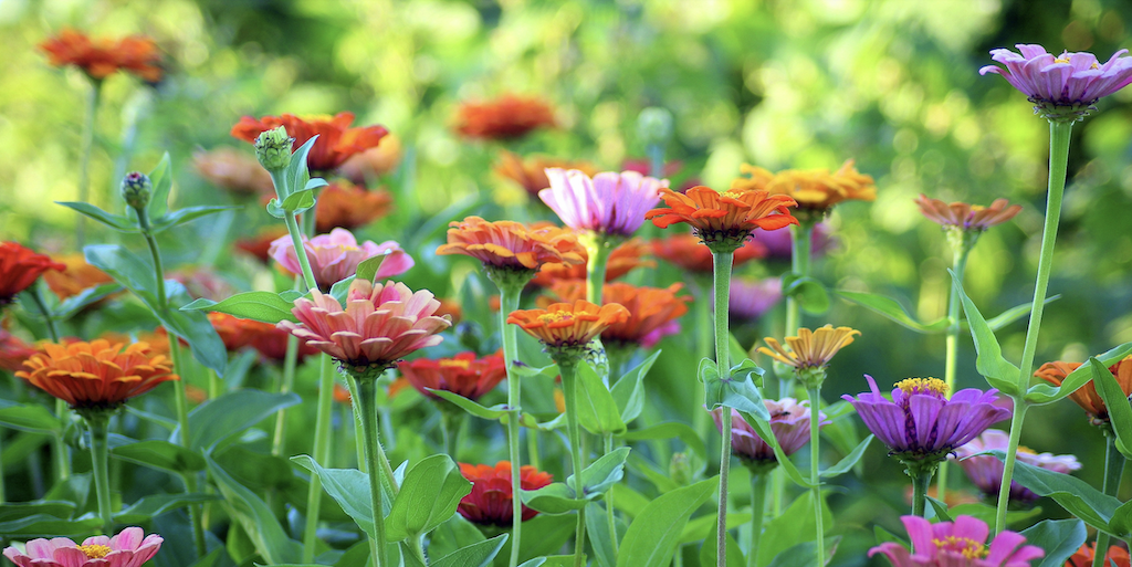 Happy Summer from LINXS - read our summer newsletter!