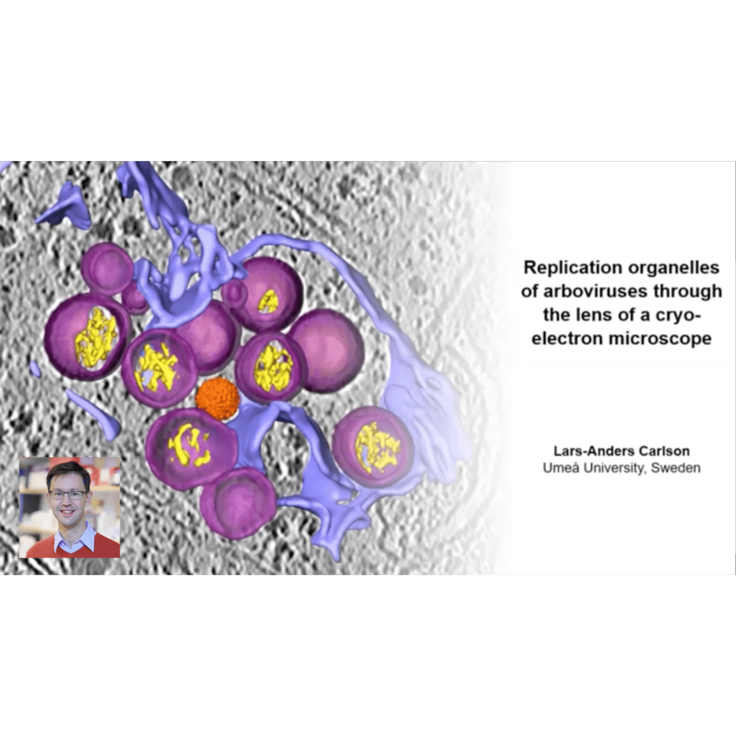 Replication organelles of arboviruses through the lens of a cryo-EM with Lars-Anders Carlson
