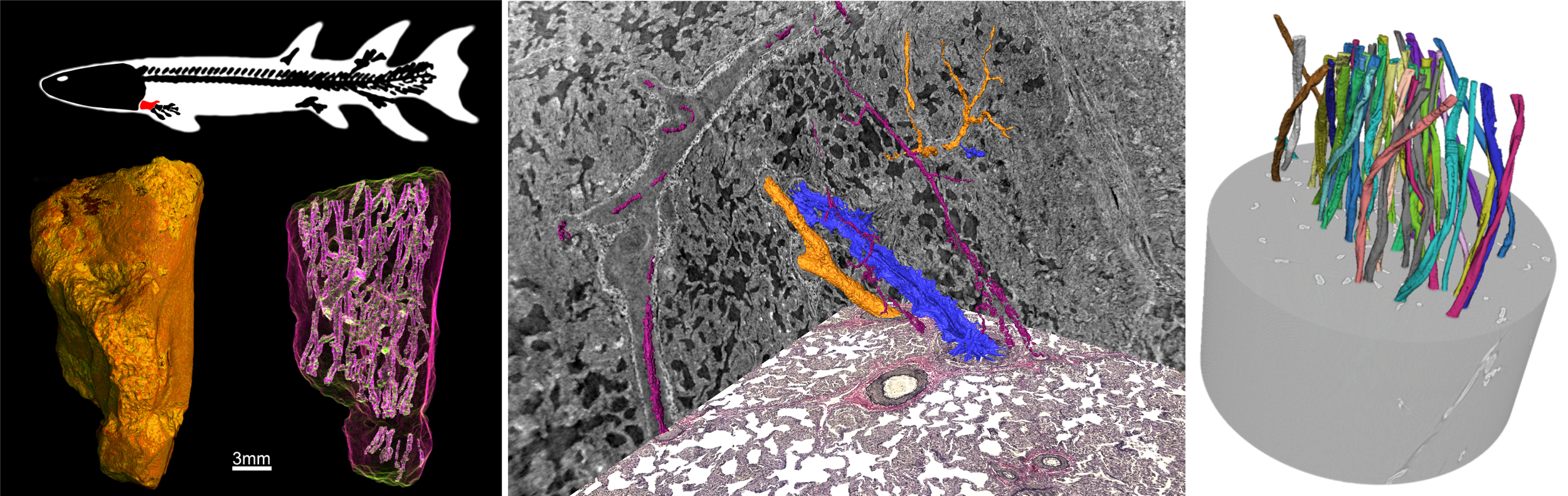 Workshop – Different Questions, Shared Challenges: Image Analysis Across X-ray Tomography – AIDA