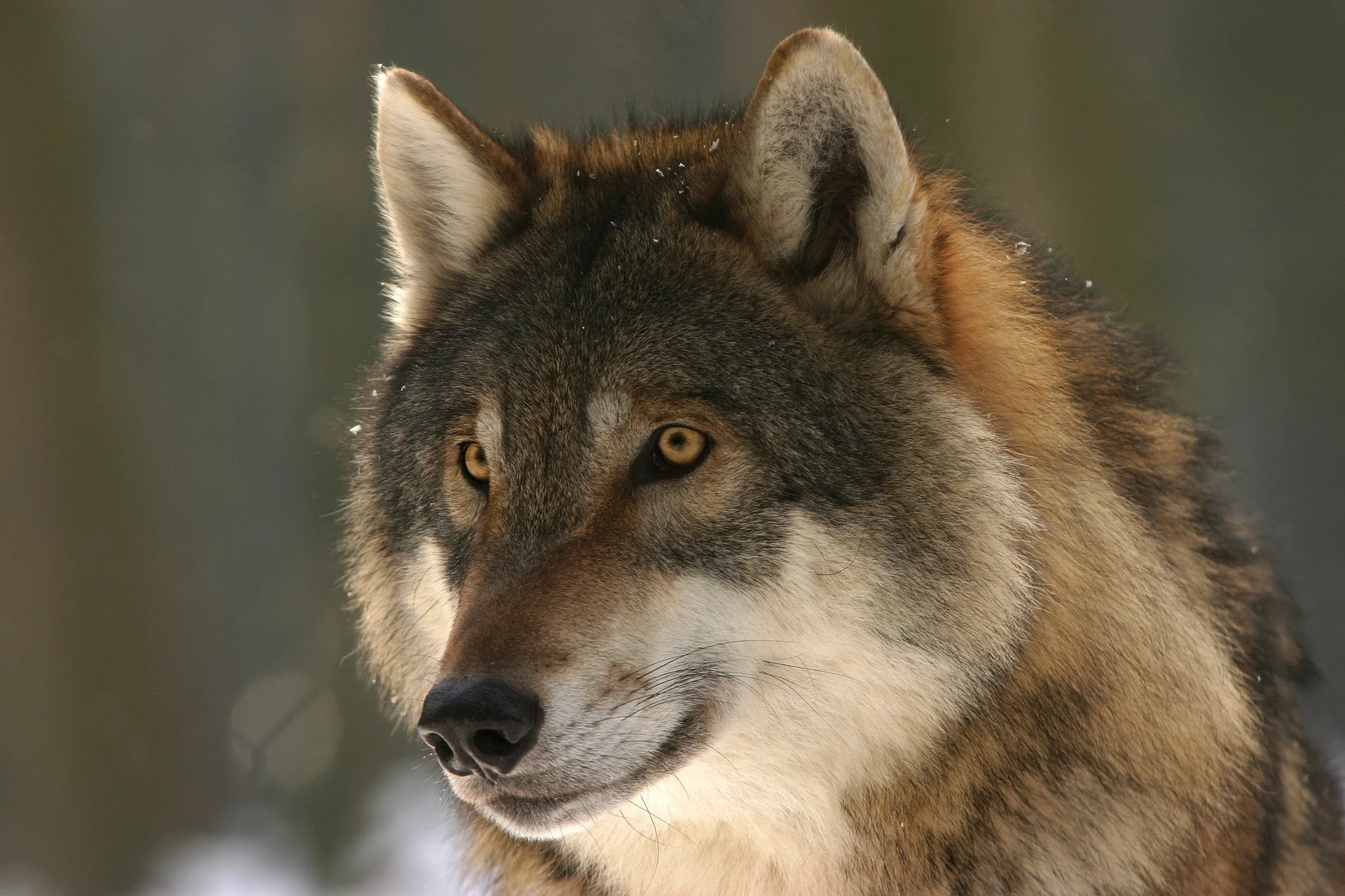 wolf-725380_1920.jpg