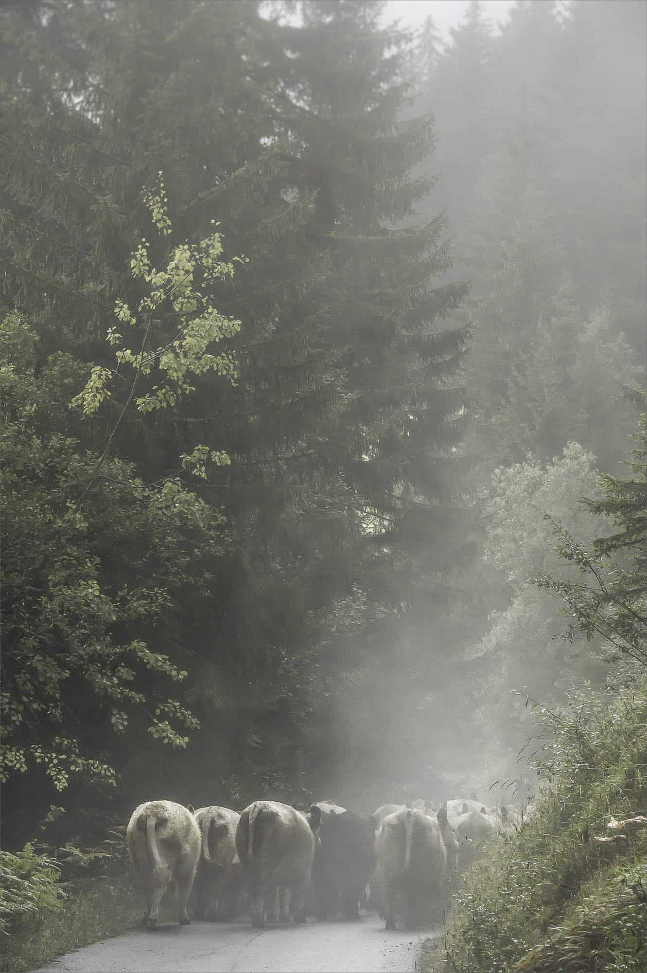  Alpabtrieb Wald #/10 fine art print Hahnemühle bis 120cm x 180cm 