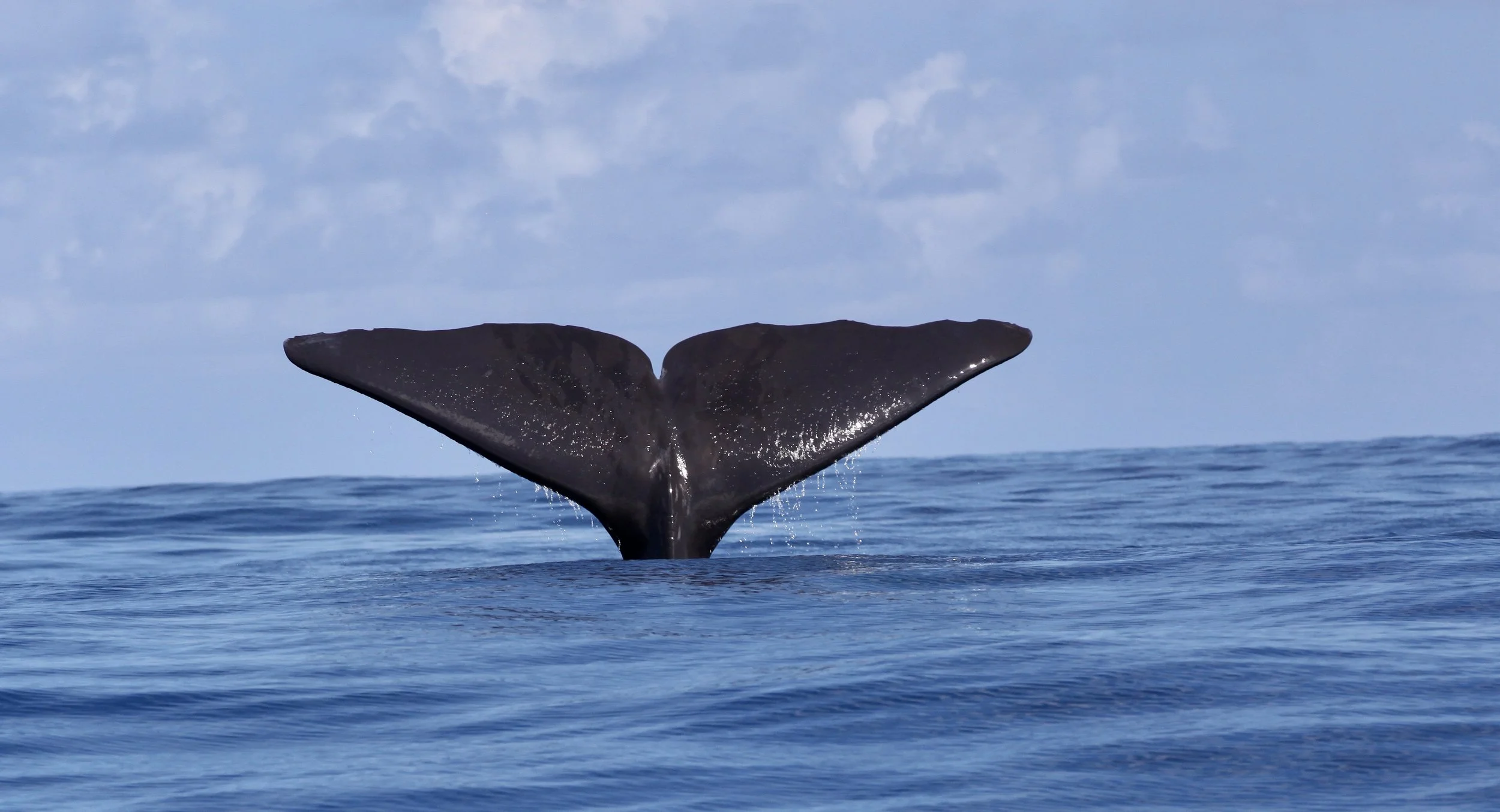 Seychelles Cetacean Expedition