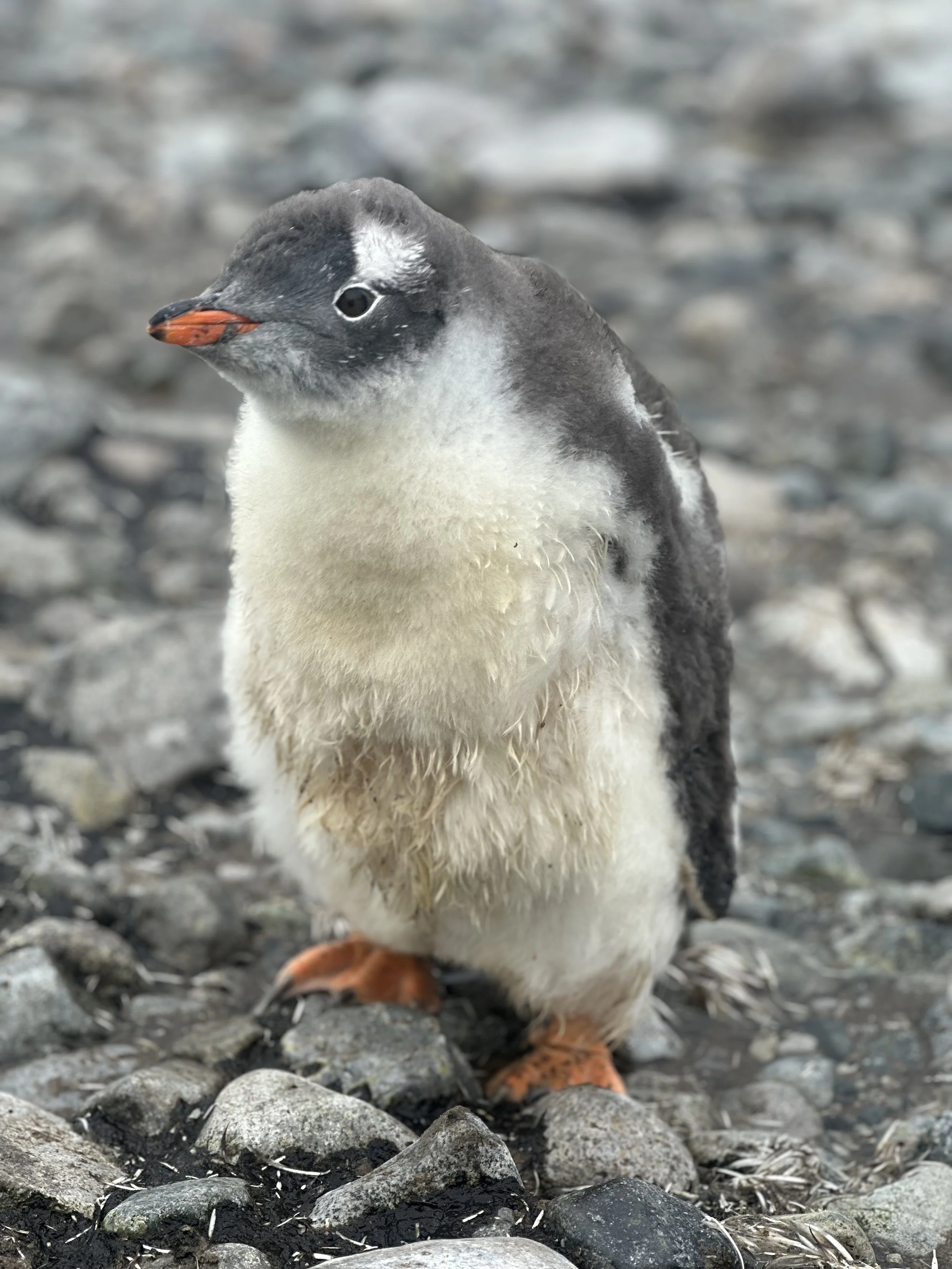 Secrets of  the Penguins