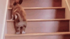unnamed.gif