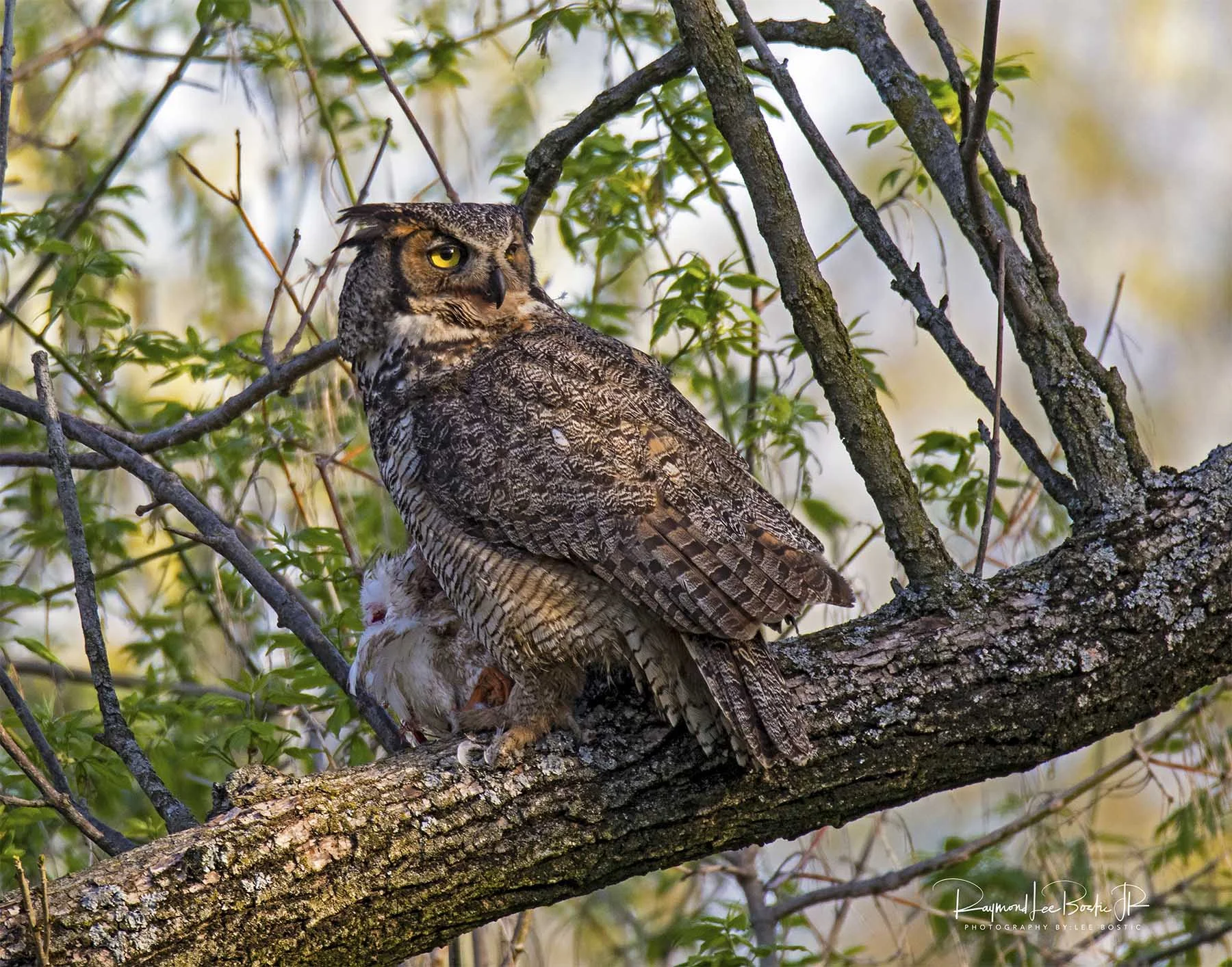 Great _Horned_Owl